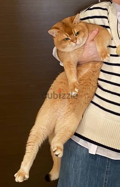 Charming Male Scottish Golden Cat Unneteured 3