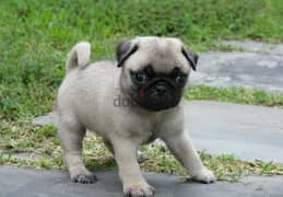 Whatsapp me (+372 5817 6491) Pug Puppies