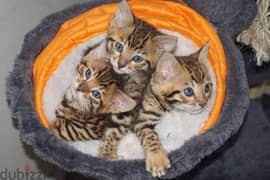 Beautiful bengal Kittens