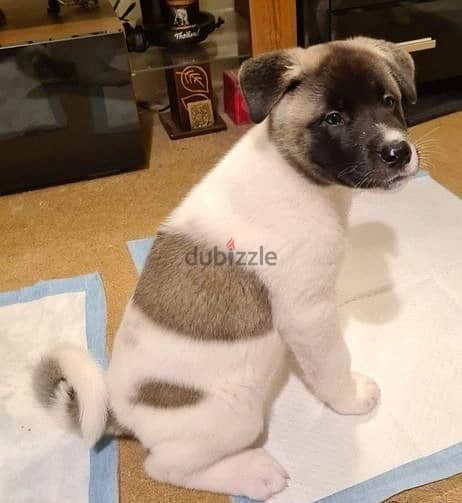 Akita Puppies Whatsapp Me +966583921348 0