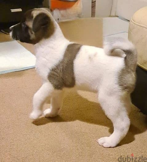 Akita Puppies Whatsapp Me +966583921348 1