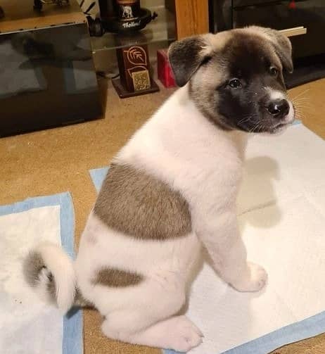 Whatsapp Me +966583921348 Akita Puppies 1