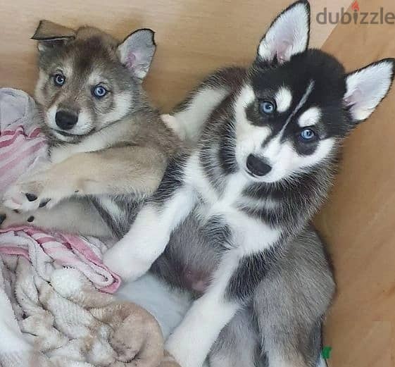 Whatsapp Me (+966 58899 3320) Siberian Husky Puppies 1