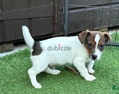 Whatsapp me (+966 57 867 9674) Jack Russell Puppies 0