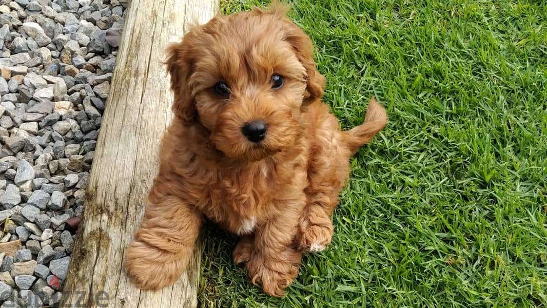 Toy poodle puppies WhatsApp +4917629216066 0