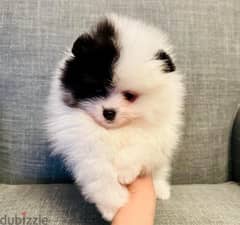 Pome. ranian puppy for sale. WHATSAPP. +1 (484) 718‑9164‬
