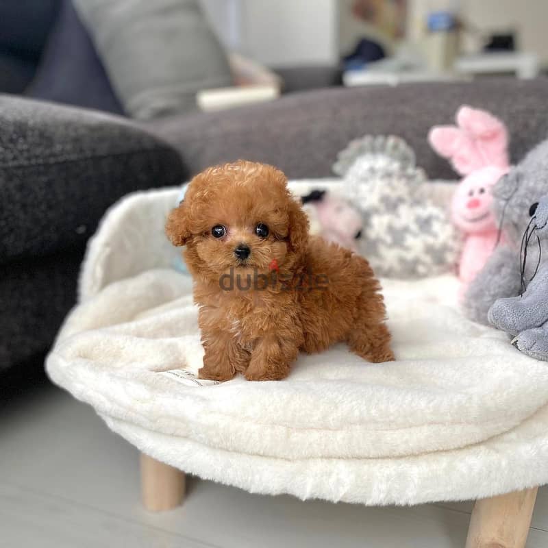 WhatsApp +4917629216066 Toy poodle puppies 0