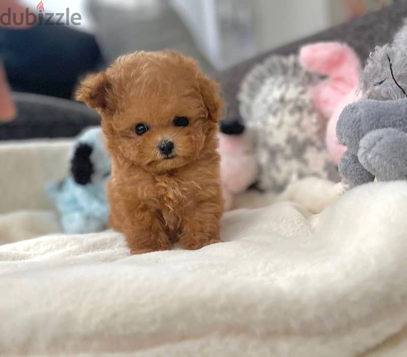 WhatsApp +4917629216066 Toy poodle puppies 1