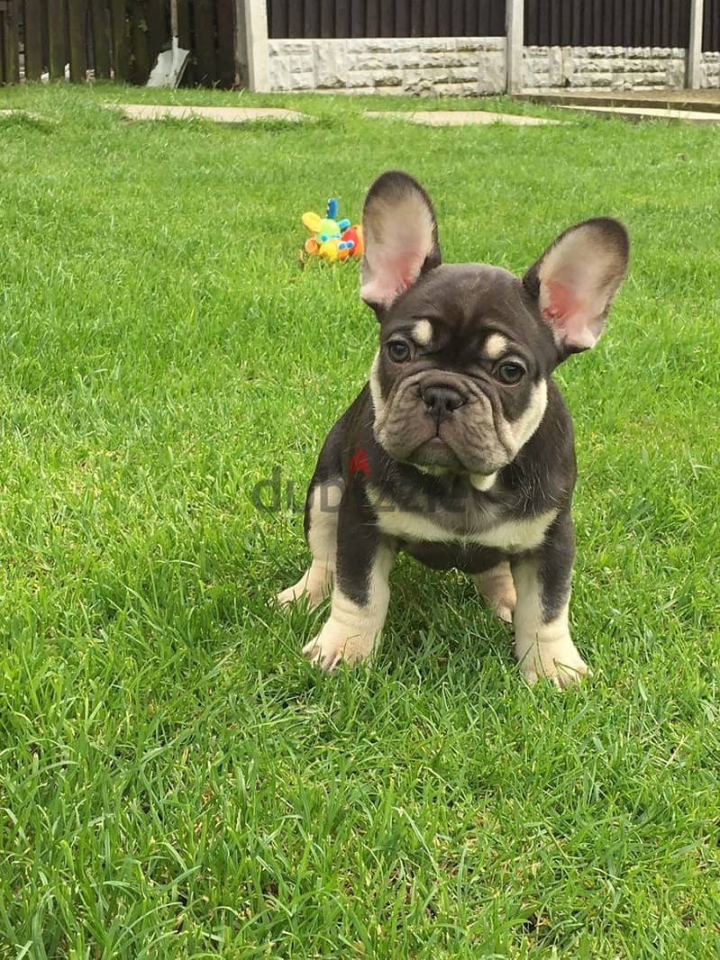 Whatsapp Me (+972 55507 4990) French Bulldog Puppies 0