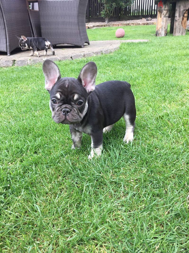 Whatsapp Me (+972 55507 4990) French Bulldog Puppies 1