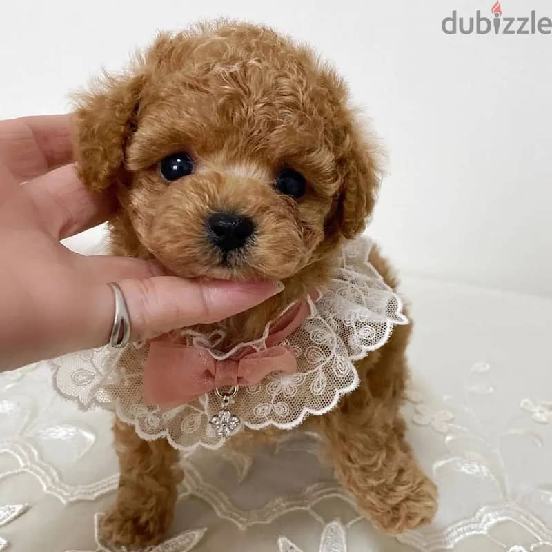 cute poodle puppy  +4917629216066 is my whatsapp 0