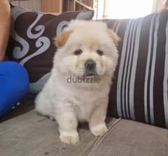 Whatsapp Me (+966 58392 1348) Chow Chow Puppies