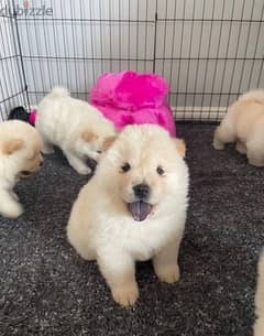 Whatsapp me (+407 2516 6661) Chow Chow Puppies