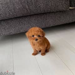 Purebreed Toy Poodle 0