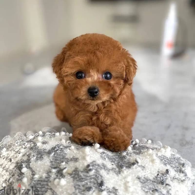 Purebreed Toy Poodle 1