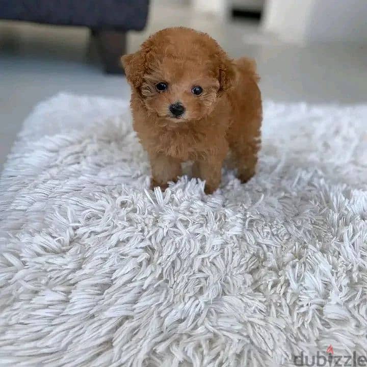 Purebreed Toy Poodle 2