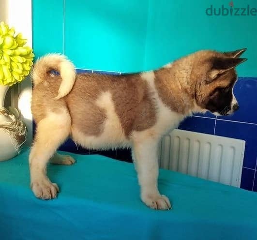 Akita Puppies Whatsapp Me +966583921348 0