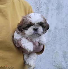 Shih Tzu Puppies Whatsapp me (+372 5817 6491)