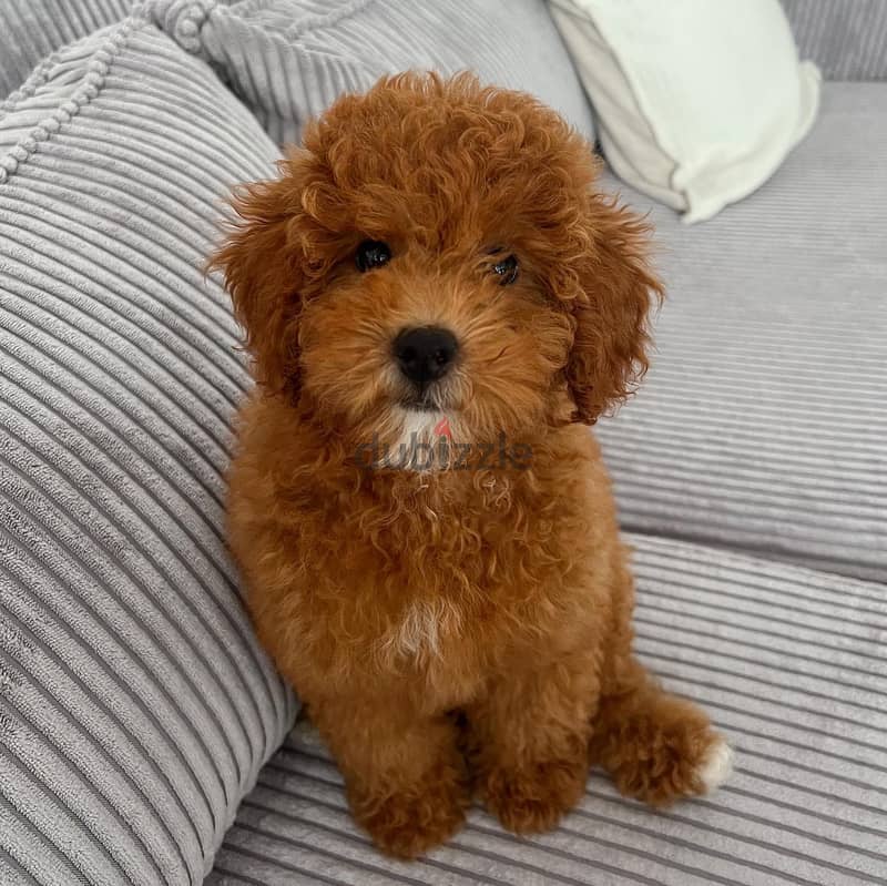 Poodle Puppy 1