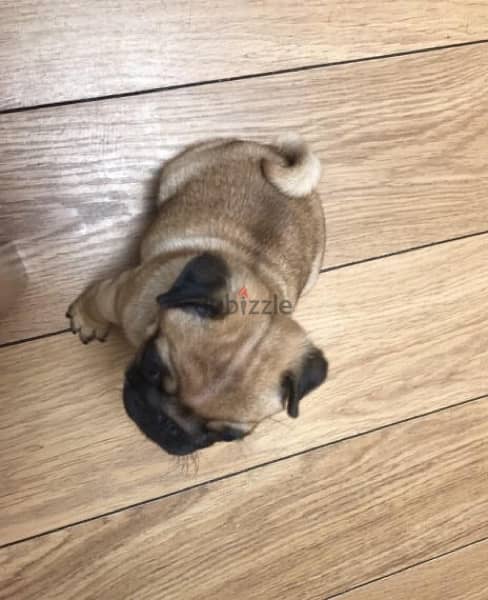 Male Pug puppy for sale. WHATSAPP. +1 (484) 718‑9164‬ 1