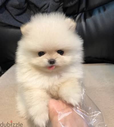 Pomeranian