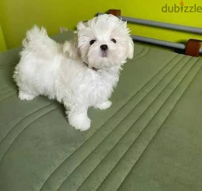 White Maltese puppies Ready Now