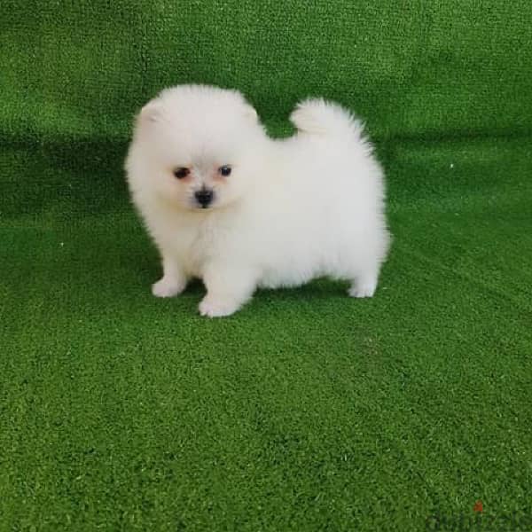 Mini Poms puppy for sale,. . WhatsApp: +1(484,)-718‑9164‬ 0