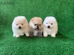 Poms puppies for sale. . WhatsApp: +1(484,)-718‑9164‬