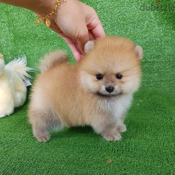 Purebred Pom puppy for sale. . WHATSAPP. +1 (484) 718‑9164‬ 2