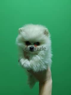 Trained Pom puppy for sale. . WhatsApp: +1(484,)-718‑9164‬ 0