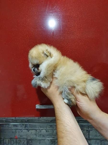 Female pom puppy for sale 0