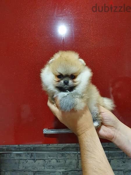 Female pom puppy for sale 1