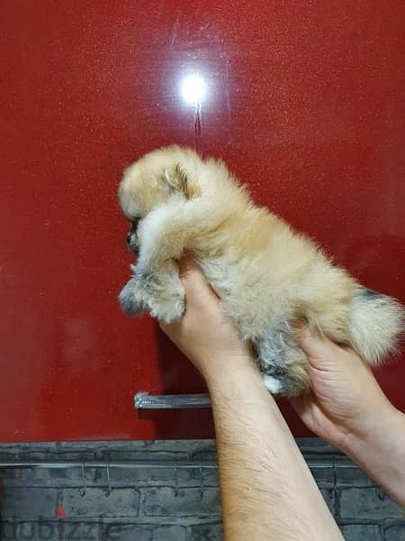 Female pom puppy for sale 2