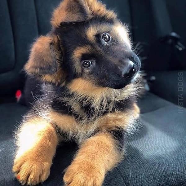Male German Shepherd puppy for sale 0