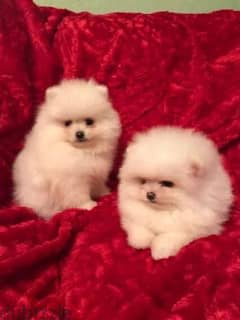 Poms puppies for sale