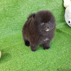 Purebred Black pom puppy for sale. WHATSAPP. +1 (484) 718‑9164‬
