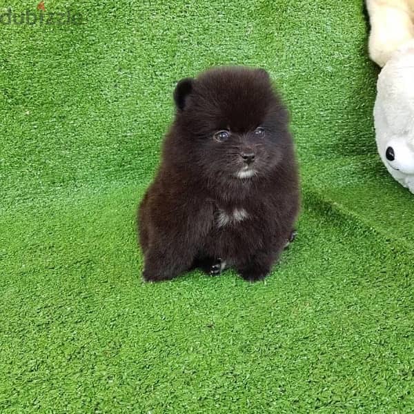Purebred Black pom puppy for sale. WHATSAPP. +1 (484) 718‑9164‬ 1