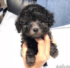 Female poodle puppy for sale. . WHATSAPP. +1 (484) 718‑9164‬