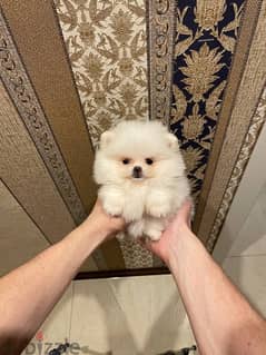 Female Pom puppy for sale