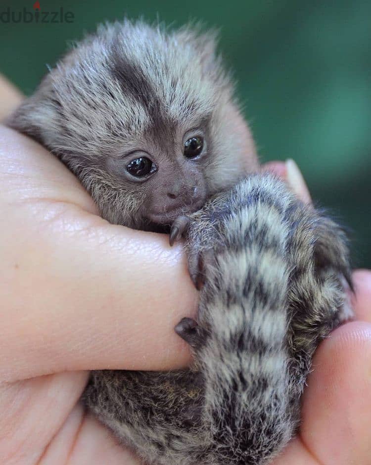 Cute Capuchin And Marmoset Monkeys For Sale - Other Pets - 120212799