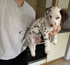 Whatsapp me (+966 57867 9674) Dalmatian Puppies