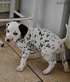 Whatsapp me (+966 57867 9674) Dalmatian Puppies 0