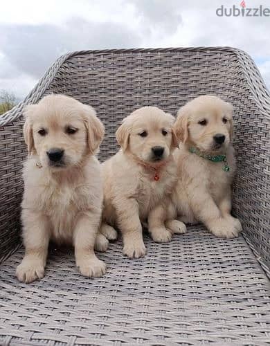 Whatsapp me (+372 5639 0026) Golden Retriever Puppies 1