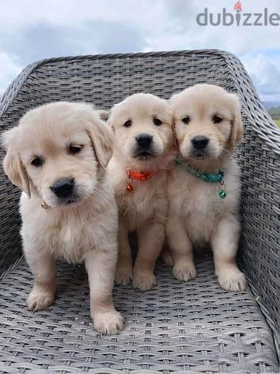 Whatsapp me (+372 5639 0026) Golden Retriever Puppies 1