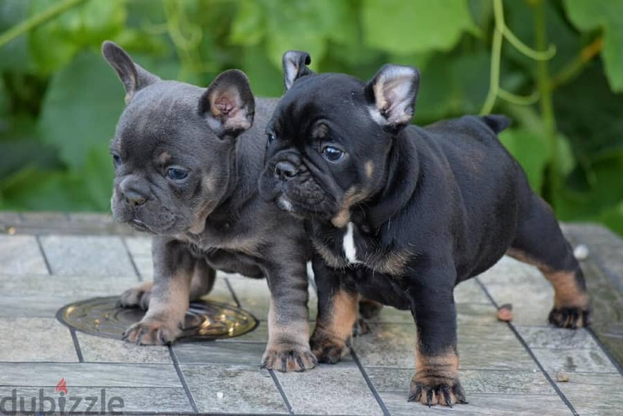 Whatsapp me (+972 55339 0294) French Bulldog Puppies 1