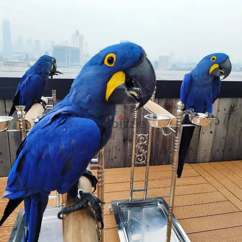 Whatsapp Me +966583921348 Hyacinth Macaws 1