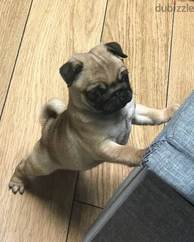 Male Pug puppy for sale.