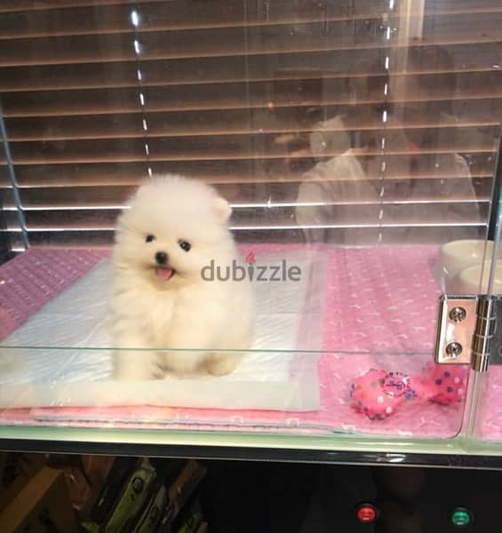 Pomerani,an puppy for sale 0