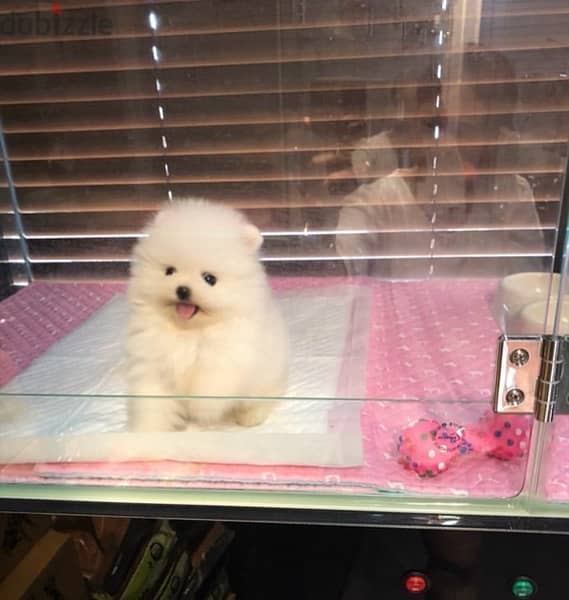 Pomerani,an puppy for sale 1
