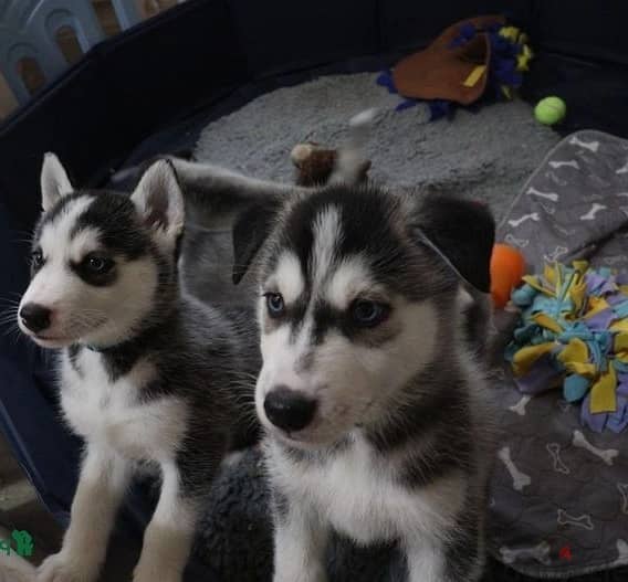 Whatsapp Me +966588993320 Siberian Husky Puppies 1